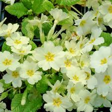 Image result for Schlüsselblumen