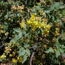 Attēlu rezultāti vaicājumam “Berberidaceae”