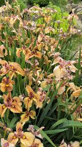 Attēlu rezultāti vaicājumam “Iris pseudacorus flower”