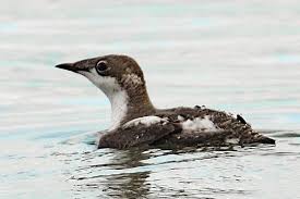 Image result for Brachyramphus perdix