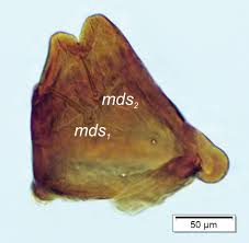Attēlu rezultāti vaicājumam “Anthonomus phyllocola”