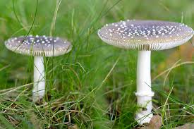 Attēlu rezultāti vaicājumam “Amanita pantherina”