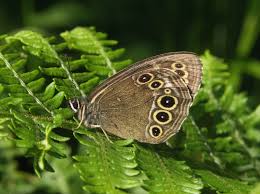 Attēlu rezultāti vaicājumam “Lopinga achine upperside”