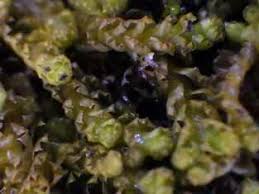 Attēlu rezultāti vaicājumam “Tritomaria”