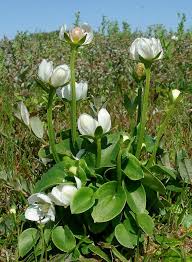 Attēlu rezultāti vaicājumam “Parnassiaceae”