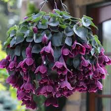 Image result for Rhodochiton atrosanguineum