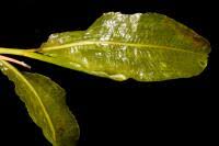 Attēlu rezultāti vaicājumam “Potamogeton lucens”