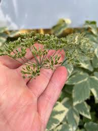 Attēlu rezultāti vaicājumam “Aegopodium podagraria flower”