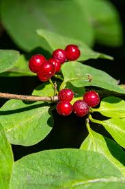 Attēlu rezultāti vaicājumam “Lonicera xylosteum fruit”