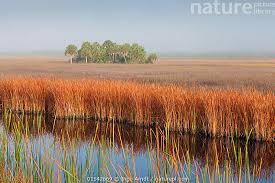 Attēlu rezultāti vaicājumam “Cladium mariscus”