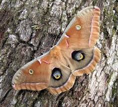 Attēlu rezultāti vaicājumam “Saturniidae”