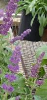 Image result for Salvia verticillata