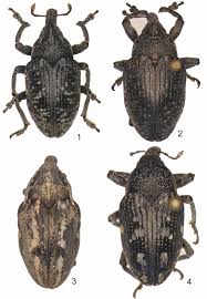 Attēlu rezultāti vaicājumam “Larinus sp.”