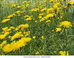 Attēlu rezultāti vaicājumam “Crepis biennis”