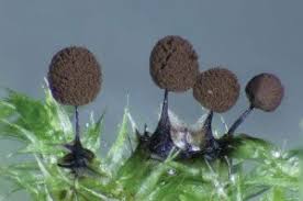 Attēlu rezultāti vaicājumam “Collaria rubens spores”