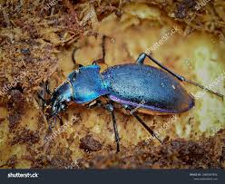 Attēlu rezultāti vaicājumam “Carabus violaceus”