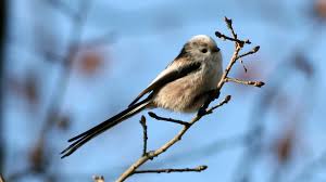 Attēlu rezultāti vaicājumam “Aegithalos caudatus”