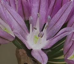 Attēlu rezultāti vaicājumam “Allium schoenoprasum bud”