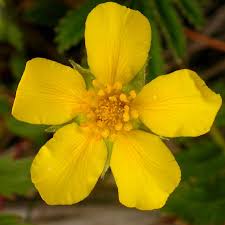 Image result for Potentilla anserina
