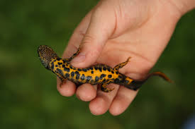 Attēlu rezultāti vaicājumam “Triturus cristatus”