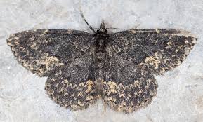 Attēlu rezultāti vaicājumam “Parascotia fuliginaria”