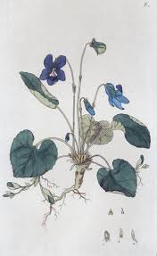 Image result for Viola odorata