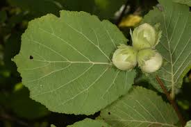 Attēlu rezultāti vaicājumam “Corylus avellana leaf”