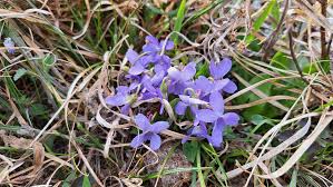 Attēlu rezultāti vaicājumam “Viola hirta”