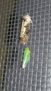 Attēlu rezultāti vaicājumam “Hedya salicella”