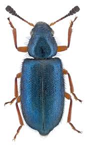 Attēlu rezultāti vaicājumam “Necrobia violacea”