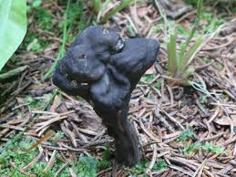 Attēlu rezultāti vaicājumam “Helvella lacunosa”