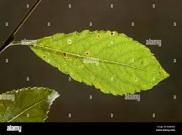 Attēlu rezultāti vaicājumam “Salix cinerea leaf”