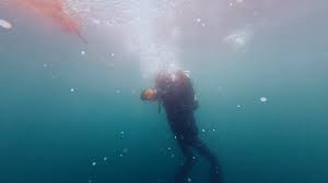 Image result for Torbay Sub-Aqua Club