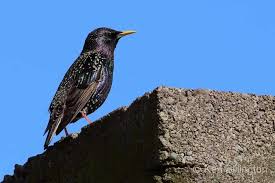 Attēlu rezultāti vaicājumam “Sturnus vulgaris”
