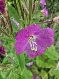 Attēlu rezultāti vaicājumam “Epilobium hirsutum flower”