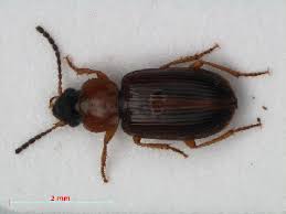 Attēlu rezultāti vaicājumam “Acupalpus flavicollis”