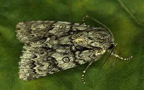 Attēlu rezultāti vaicājumam “Acronicta auricoma larva”