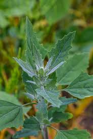 Attēlu rezultāti vaicājumam “Chenopodium album leaf”