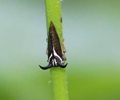 Attēlu rezultāti vaicājumam “Amaurochaete fusiformis macro”