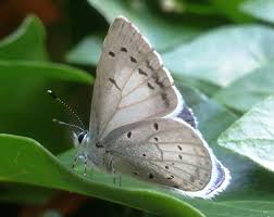 Attēlu rezultāti vaicājumam “Celastrina argiolus female”