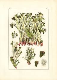 Attēlu rezultāti vaicājumam “Cetraria islandica”