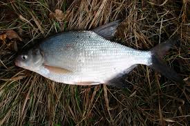 Image result for Abramis brama