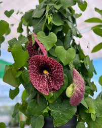 Attēlu rezultāti vaicājumam “Aristolochia durior flower”