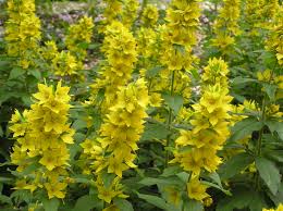 Attēlu rezultāti vaicājumam “Lysimachia punctata”