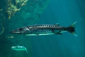 Image result for Sphyraena barracuda