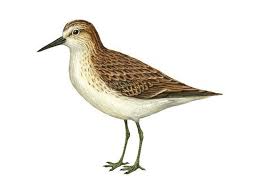 Image result for Calidris pusilla