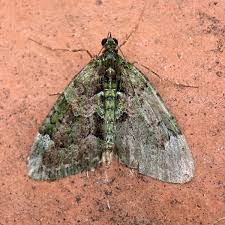 Attēlu rezultāti vaicājumam “Chloroclysta siterata”