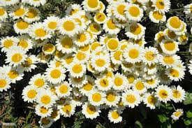 Attēlu rezultāti vaicājumam “Anthemis tinctoria flower”