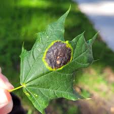 Attēlu rezultāti vaicājumam “Sawadaea tulasnei”