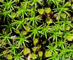 Attēlu rezultāti vaicājumam “Polytrichum formosum”